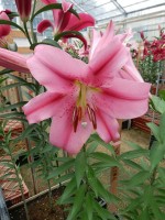 [4507 PO95 Provecho No02.JPG]